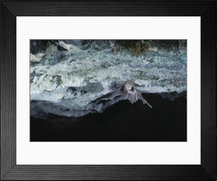Framed Print : Schreiber's Long-fingered / Schreiber's Long-eared / Schreiber's Bat flying out of a cave. Post breeding season (september) French jura, France Distribution: SW Europe to China, Africa, Madagascar & Japan Framed Print : Schreiber's Long-fingered / Schreiber's Long-eared / Schreiber's Bat flying out of a cave. Post breeding season (september) French jura, France Distribution: SW Europe to China, Africa, Madagascar & Japan
