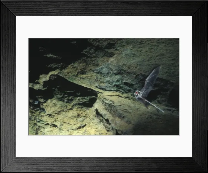 Framed Print : Schreiber's Long-fingered / Schreiber's Long-eared / Schreiber's Bat flying out of a cave. Post breeding season (september) French jura, France Distribution: SW Europe to China, Africa, Madagascar & Japan Framed Print : Schreiber's Long-fingered / Schreiber's Long-eared / Schreiber's Bat flying out of a cave. Post breeding season (september) French jura, France Distribution: SW Europe to China, Africa, Madagascar & Japan