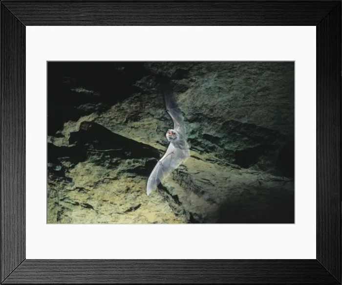 Framed Print : Schreiber's Long-fingered / Schreiber's Long-eared / Schreiber's Bat flying out of a cave. Post breeding season (september) French jura, France Distribution: SW Europe to China, Africa, Madagascar & Japan Framed Print : Schreiber's Long-fingered / Schreiber's Long-eared / Schreiber's Bat flying out of a cave. Post breeding season (september) French jura, France Distribution: SW Europe to China, Africa, Madagascar & Japan