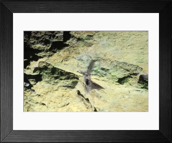 Framed Print : Schreiber's Long-fingered / Schreiber's Long-eared / Schreiber's Bat flying out of a cave. Post breeding season (end of august) French jura, France Distribution: SW Europe to China, Africa, Madagascar & Japan Framed Print : Schreiber's Long-fingered / Schreiber's Long-eared / Schreiber's Bat flying out of a cave. Post breeding season (end of august) French jura, France Distribution: SW Europe to China, Africa, Madagascar & Japan