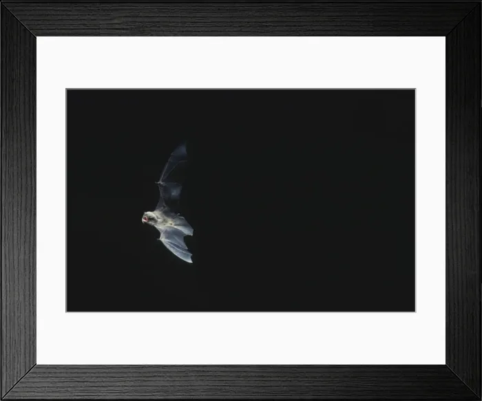 Framed Print : Schreiber's Long-fingered / Schreiber's Long-eared / Schreiber's Bat flying out of a cave. Post breeding season (september) French jura, France Distribution: SW Europe to China, Africa, Madagascar & Japan Framed Print : Schreiber's Long-fingered / Schreiber's Long-eared / Schreiber's Bat flying out of a cave. Post breeding season (september) French jura, France Distribution: SW Europe to China, Africa, Madagascar & Japan