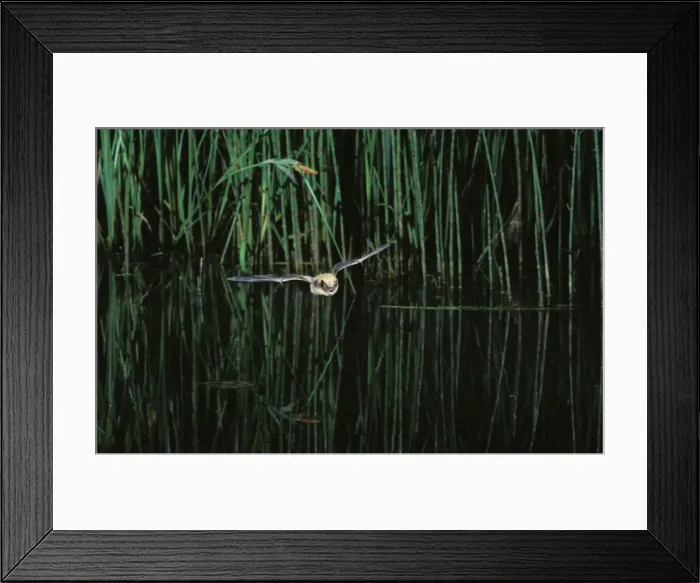 Framed Print : Whiskered Bat (Most likely Sensus Stricto due to colouration and location - impossible to know which whiskered bat it is without a hand determination') - In flight above a pond with vegetation Jura Mountain Framed Print : Whiskered Bat (Most likely Sensus Stricto due to colouration and location - impossible to know which whiskered bat it is without a hand determination') - In flight above a pond with vegetation Jura Mountain