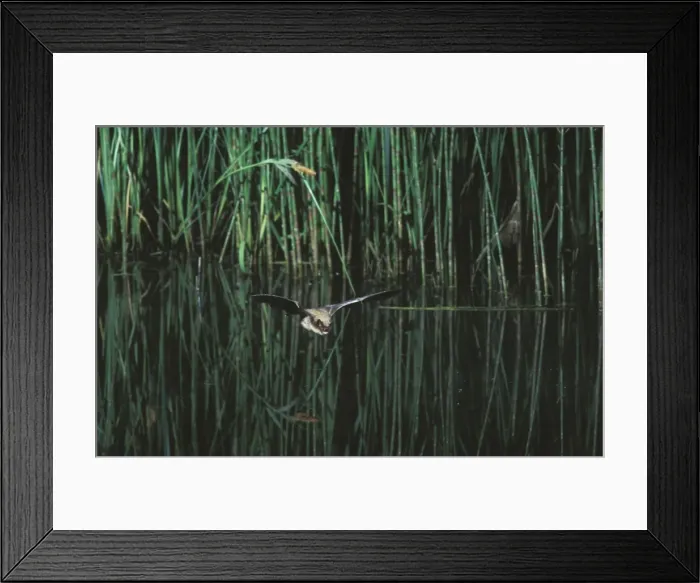 Framed Print : Whiskered Bat (Most likely Sensus Stricto due to colouration and location - impossible to know which whiskered bat it is without a hand determination') - In flight above a pond with vegetation Jura Mountain Framed Print : Whiskered Bat (Most likely Sensus Stricto due to colouration and location - impossible to know which whiskered bat it is without a hand determination') - In flight above a pond with vegetation Jura Mountain