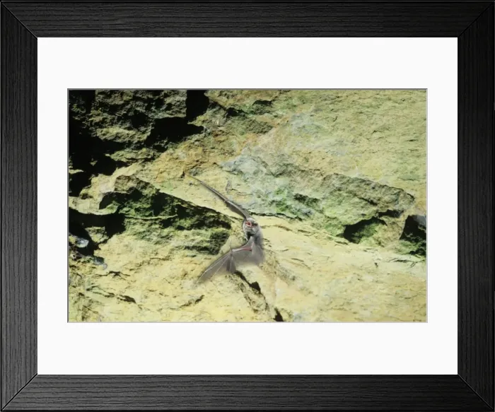 Framed Print : Schreiber's Long-fingered / Schreiber's Long-eared / Schreiber's Bat flying out of a cave. Post breeding season (end of August) French jura, France Distribution: SW Europe to China, Africa, Madagascar & Japan Framed Print : Schreiber's Long-fingered / Schreiber's Long-eared / Schreiber's Bat flying out of a cave. Post breeding season (end of August) French jura, France Distribution: SW Europe to China, Africa, Madagascar & Japan