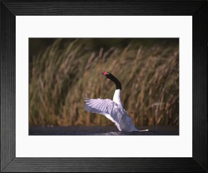 Framed Print : Black-necked Swan male displaying Breeding site ( pond with Scirpus vegetation) Argentine Pampa Framed Print : Black-necked Swan male displaying Breeding site ( pond with Scirpus vegetation) Argentine Pampa