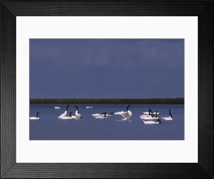 Framed Print : Black-necked Swan Postbreeding gathering ( summer-autumn) Argentine Pampa Framed Print : Black-necked Swan Postbreeding gathering ( summer-autumn) Argentine Pampa