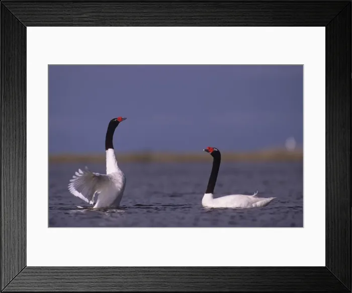 Framed Print : Black-necked Swan prebreeding display (june) Argentine Pampa Framed Print : Black-necked Swan prebreeding display (june) Argentine Pampa