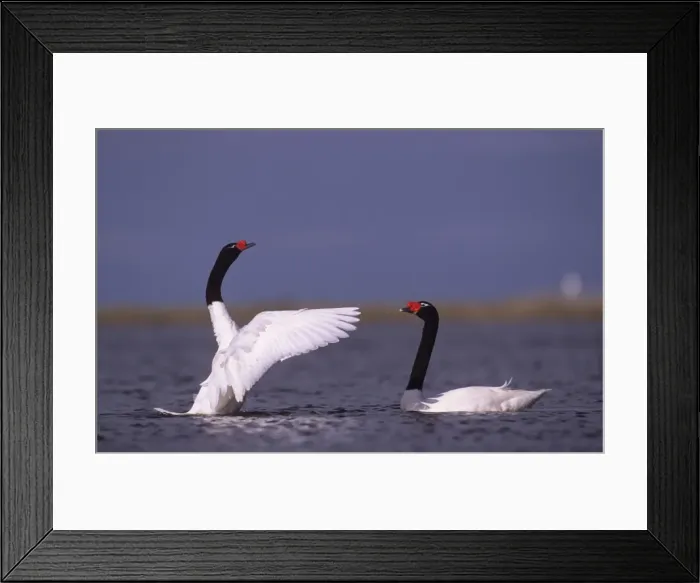 Framed Print : Black-necked Swan prebreeding display Argentine Pampa Framed Print : Black-necked Swan prebreeding display Argentine Pampa