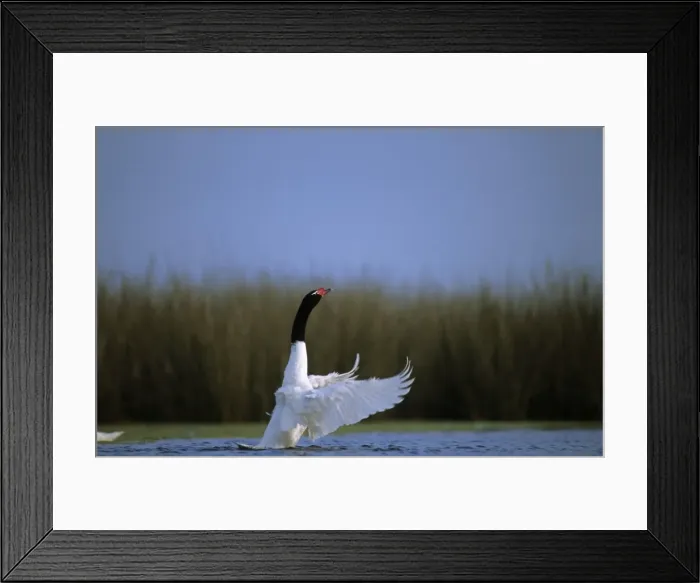 Framed Print : Black-necked Swan Breeding site ( pond with Scirpus vegetation) Argentine Pampa Framed Print : Black-necked Swan Breeding site ( pond with Scirpus vegetation) Argentine Pampa