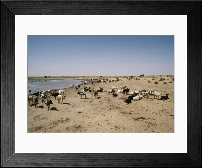 Framed Print : Africa Cattle herd by water, desertification. Sahel region, Burkina Faso Framed Print : Africa Cattle herd by water, desertification. Sahel region, Burkina Faso