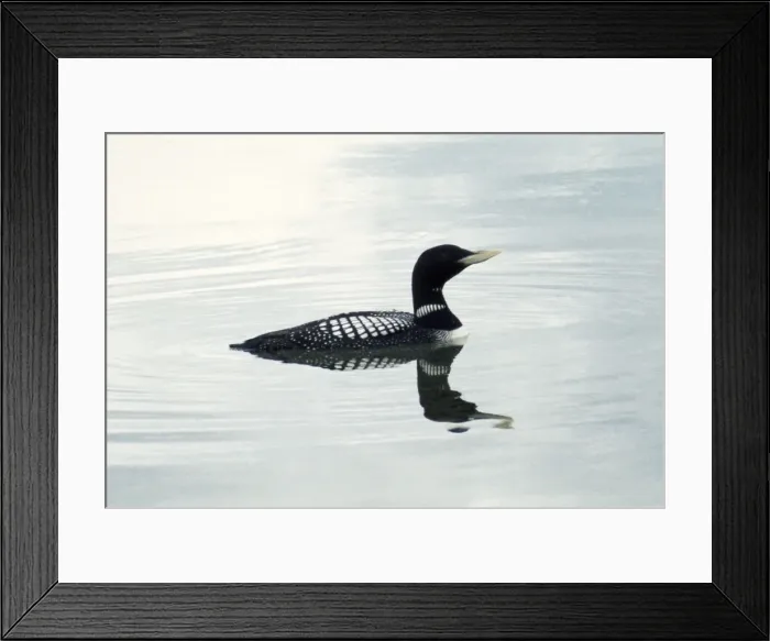 Framed Print : White-billed Diver - also known as Yellow-billed diver  /  Loon in North America