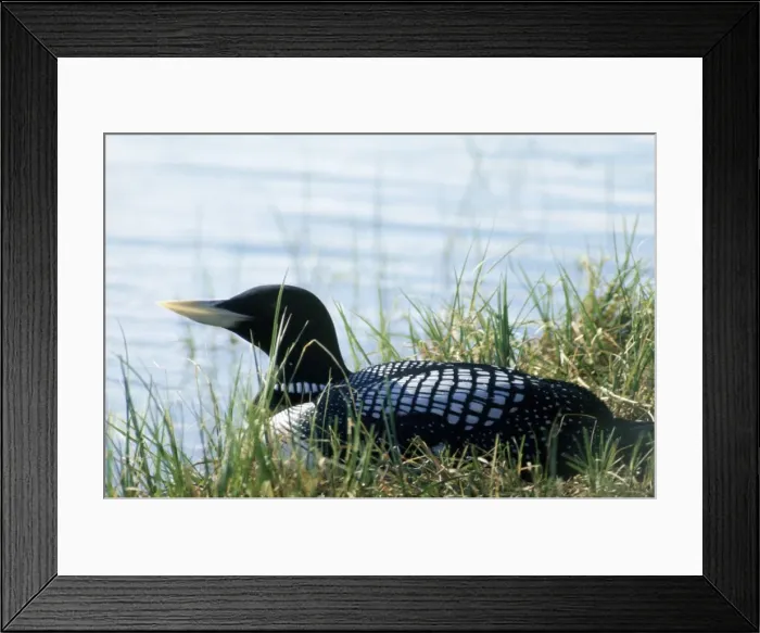 Framed Print : White-billed Diver - also known as Yellow-billed diver / Loon in North America Framed Print : White-billed Diver - also known as Yellow-billed diver / Loon in North America
