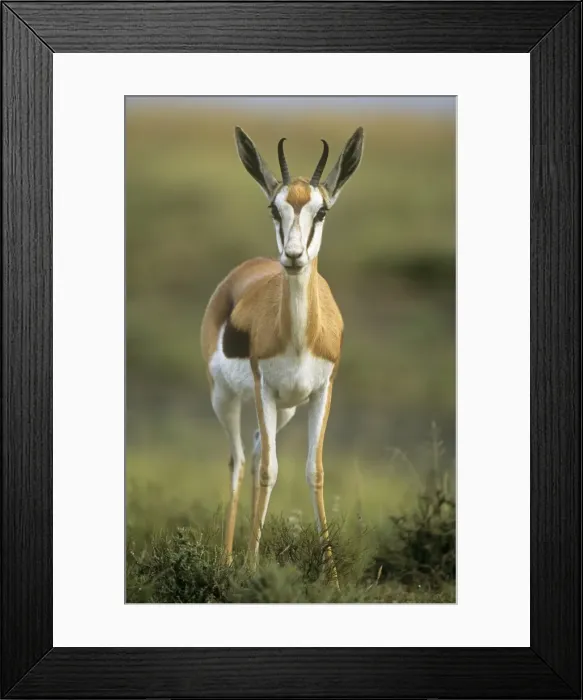 Framed Print : Springbok South Africa Framed Print : Springbok South Africa