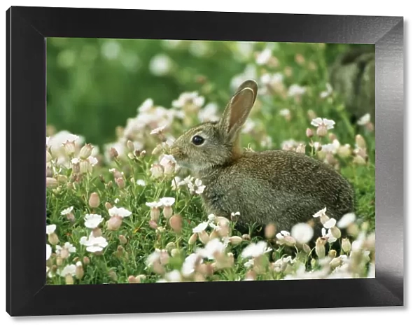 Common Rabbit With flowers, UK