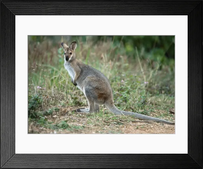 Framed Print : Bennet's Wallaby Tasmania, Australia Framed Print : Bennet's Wallaby Tasmania, Australia