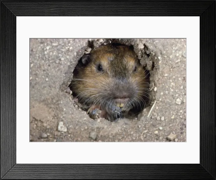 Framed Print : Botta's Pocket Gopher South USA to North mexico Framed Print : Botta's Pocket Gopher South USA to North mexico