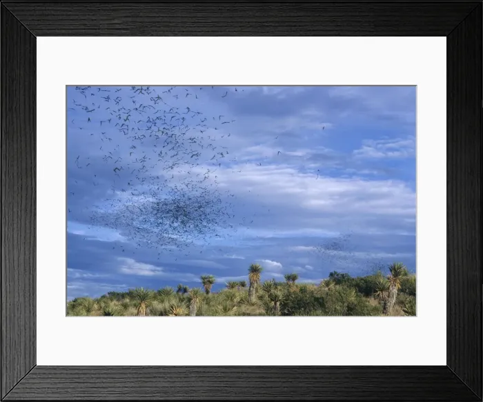 Framed Print : Mexican Freetail Bats Framed Print : Mexican Freetail Bats