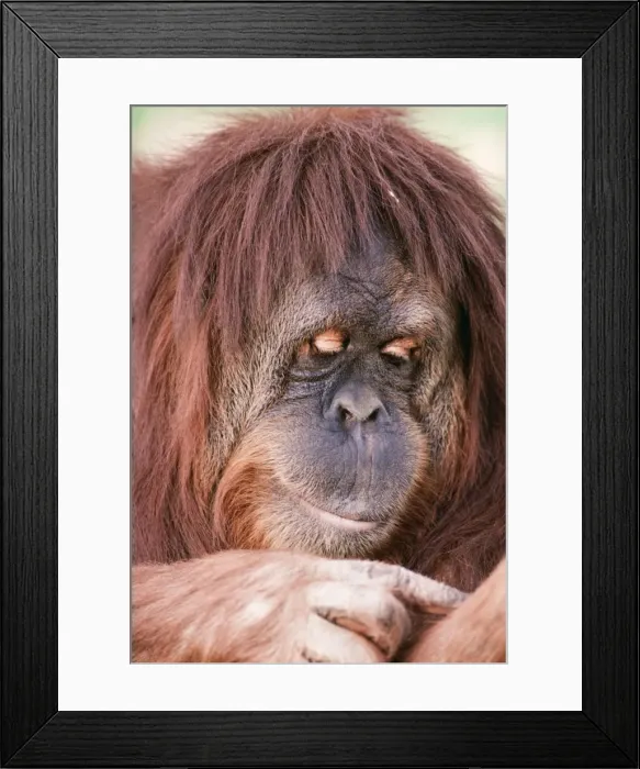 Framed Print : Orang-Utan Close up of female Framed Print : Orang-Utan Close up of female