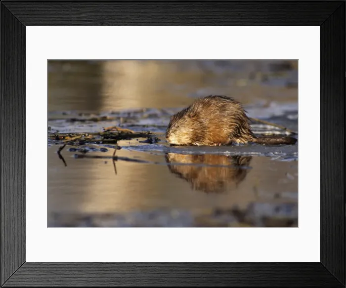 Framed Print : Muskrat Northern Sweden introduced from N. America Framed Print : Muskrat Northern Sweden introduced from N. America