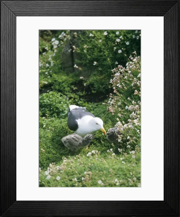 Framed Print : Lesser Black-backed Gull - adult with young UK Framed Print : Lesser Black-backed Gull - adult with young UK