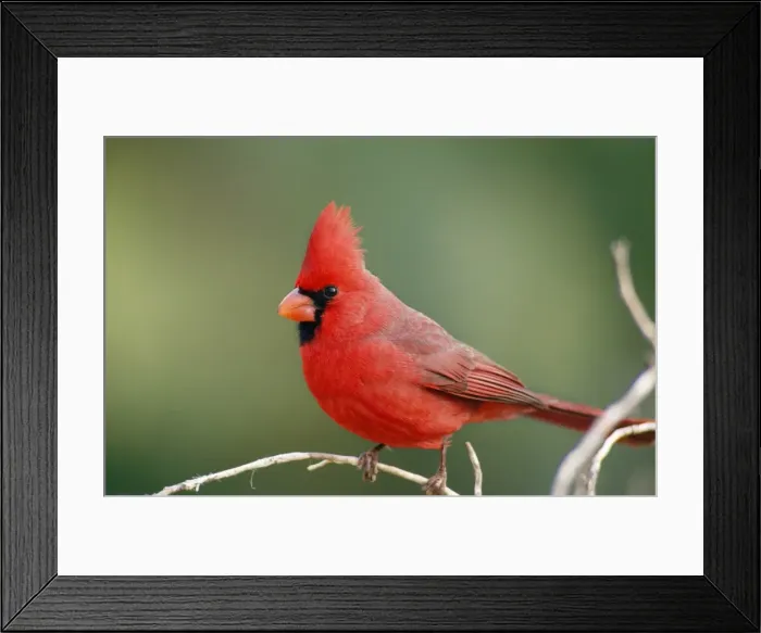 Framed Print : Northern Cardinal - male Sonoran Desert, Arizona Framed Print : Northern Cardinal - male Sonoran Desert, Arizona