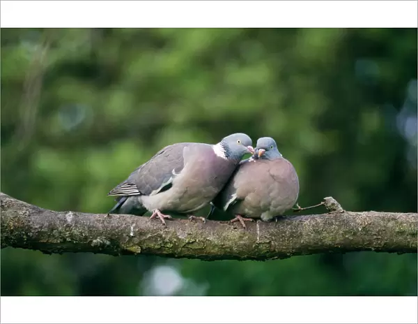 Wood Pigeon UK