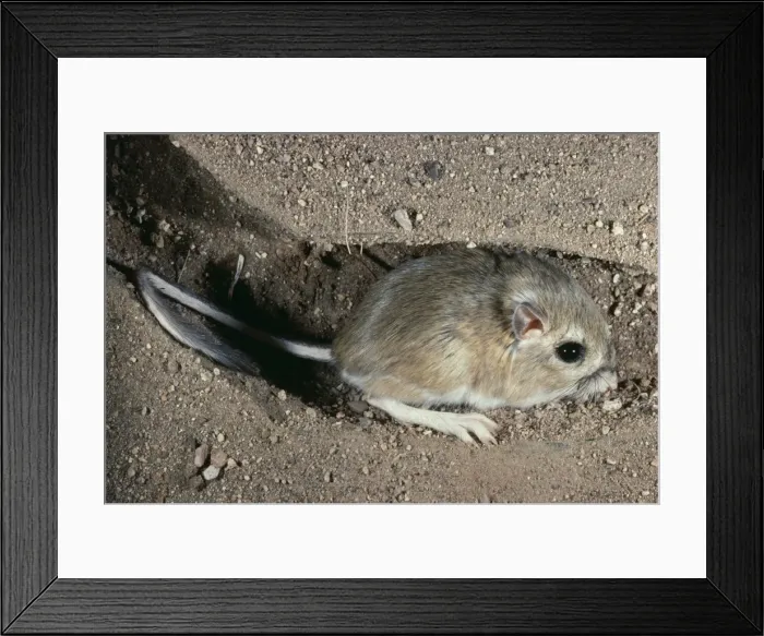 Framed Print : Ord's Kangaroo Rat - in burrow Arizona, USA Framed Print : Ord's Kangaroo Rat - in burrow Arizona, USA