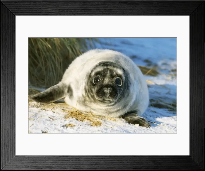 Framed Print : Grey Seal - pup, on snow covered beach UK Framed Print : Grey Seal - pup, on snow covered beach UK