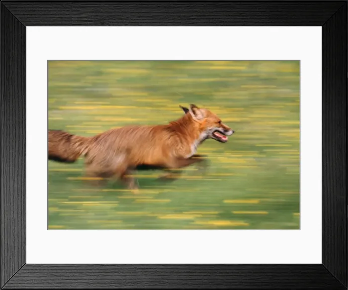 Framed Print : Red Fox - running Framed Print : Red Fox - running