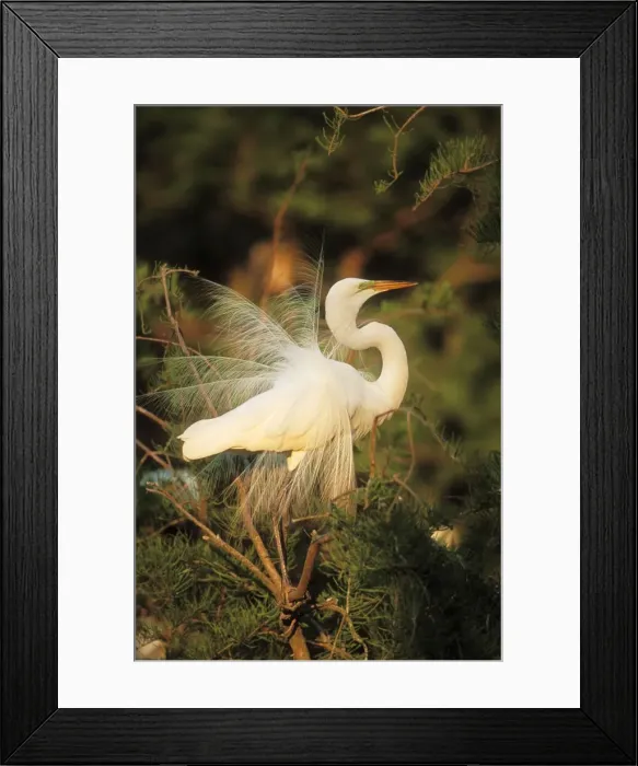 Framed Print : Snowy Egret Framed Print : Snowy Egret