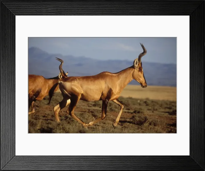 Framed Print : Red Hartebeest South Africa Framed Print : Red Hartebeest South Africa