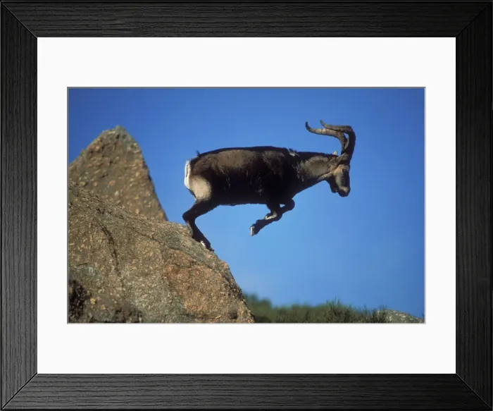Framed Print : Spanish Ibex Leaping, Spain. (Vulnerable) Framed Print : Spanish Ibex Leaping, Spain. (Vulnerable)