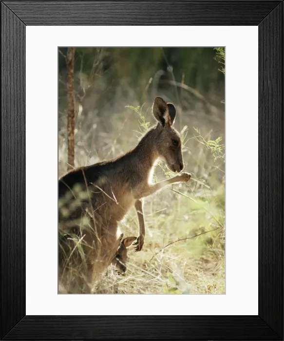 Framed Print : Eastern grey Kangaroo Licking forearm for evaporative cooling, with joey in pouch. Queensland, Australia Framed Print : Eastern grey Kangaroo Licking forearm for evaporative cooling, with joey in pouch. Queensland, Australia