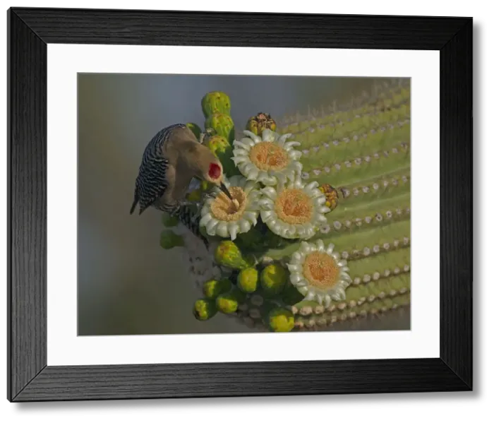 Framed Print : Gila Woodpecker - Feeding on nectar and insects in the Saguaro cactus blossom - helps pollinate cactus - makes holes in Saguaro cactus for their nests which are then used by other birds Common Sonoran desert resident Arizona, USA Framed Print : Gila Woodpecker - Feeding on nectar and insects in the Saguaro cactus blossom - helps pollinate cactus - makes holes in Saguaro cactus for their nests which are then used by other birds Common Sonoran desert resident Arizona, USA
