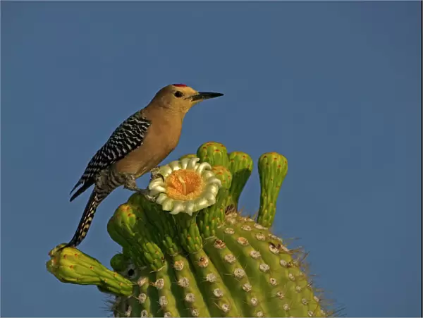 Gila Woodpecker - Feeding on nectar and insects in the Saguaro cactus blossom - helps pollinate cactus - makes holes in Saguaro cactus for their nests which are then used by other birds Common Sonoran desert resident Arizona, USA