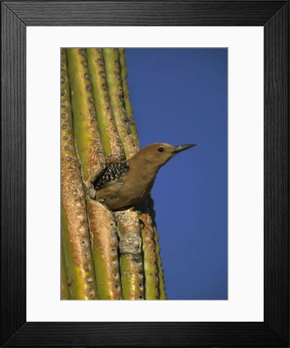 Framed Print : Gila Woodpecker - Appearing from hole in Cactus Feeds on nectar and insects in the Saguaro cactus blossom - helps pollinate cactus - makes holes in Saguaro cactus for their nests which are then used by other birds Common Sonoran Framed Print : Gila Woodpecker - Appearing from hole in Cactus Feeds on nectar and insects in the Saguaro cactus blossom - helps pollinate cactus - makes holes in Saguaro cactus for their nests which are then used by other birds Common Sonoran
