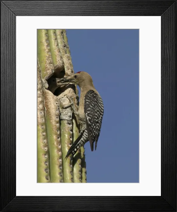 Framed Print : Gila Woodpecker Feeding young at nest in Cactus Feeds on nectar and insects in the Saguaro cactus blossom - helps pollinate cactus - makes holes in Saguaro cactus for their nests which are then used by other Framed Print : Gila Woodpecker Feeding young at nest in Cactus Feeds on nectar and insects in the Saguaro cactus blossom - helps pollinate cactus - makes holes in Saguaro cactus for their nests which are then used by other