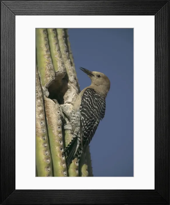 Framed Print : Gila Woodpecker At nest in Cactus Feeds on nectar and insects in the Saguaro cactus blossom - helps pollinate cactus - makes holes in Saguaro cactus for their nests which are then used by other birds Common Framed Print : Gila Woodpecker At nest in Cactus Feeds on nectar and insects in the Saguaro cactus blossom - helps pollinate cactus - makes holes in Saguaro cactus for their nests which are then used by other birds Common
