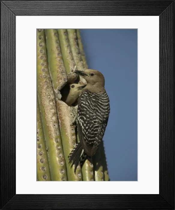 Framed Print : Gila Woodpeckers At nest in Cactus with food in beak Feeds on nectar and insects in the Saguaro cactus blossom - helps pollinate cactus - makes holes in Saguaro cactus for their nests which are then used by other Framed Print : Gila Woodpeckers At nest in Cactus with food in beak Feeds on nectar and insects in the Saguaro cactus blossom - helps pollinate cactus - makes holes in Saguaro cactus for their nests which are then used by other