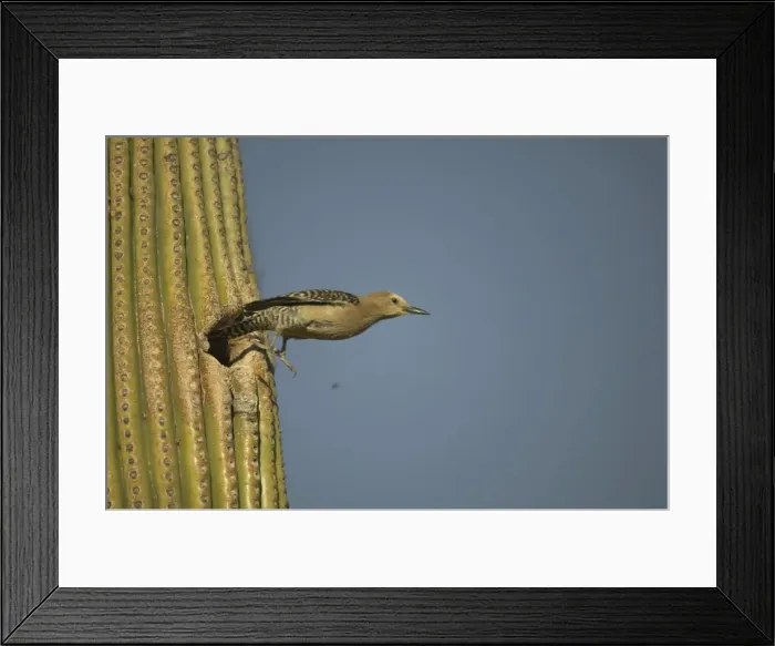 Framed Print : Gila Woodpecker Leaving nest in Cactus Feeds on nectar and insects in the Saguaro cactus blossom - helps pollinate cactus - makes holes in Saguaro cactus for their nests which are then used by other birds Framed Print : Gila Woodpecker Leaving nest in Cactus Feeds on nectar and insects in the Saguaro cactus blossom - helps pollinate cactus - makes holes in Saguaro cactus for their nests which are then used by other birds