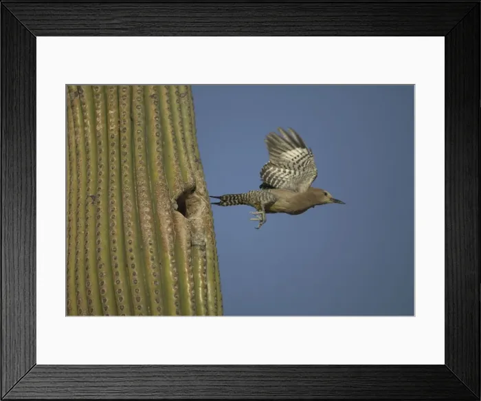 Framed Print : Gila Woodpecker Leaving nest in Cactus Feeds on nectar and insects in the Saguaro cactus blossom - helps pollinate cactus - makes holes in Saguaro cactus for their nests which are then used by other birds Framed Print : Gila Woodpecker Leaving nest in Cactus Feeds on nectar and insects in the Saguaro cactus blossom - helps pollinate cactus - makes holes in Saguaro cactus for their nests which are then used by other birds