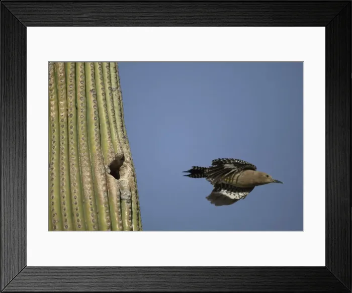 Framed Print : Gila Woodpecker In flight leaving nest in Cactus Feeds on nectar and insects in the Saguaro cactus blossom - helps pollinate cactus - makes holes in Saguaro cactus for their nests which are then used by other Framed Print : Gila Woodpecker In flight leaving nest in Cactus Feeds on nectar and insects in the Saguaro cactus blossom - helps pollinate cactus - makes holes in Saguaro cactus for their nests which are then used by other