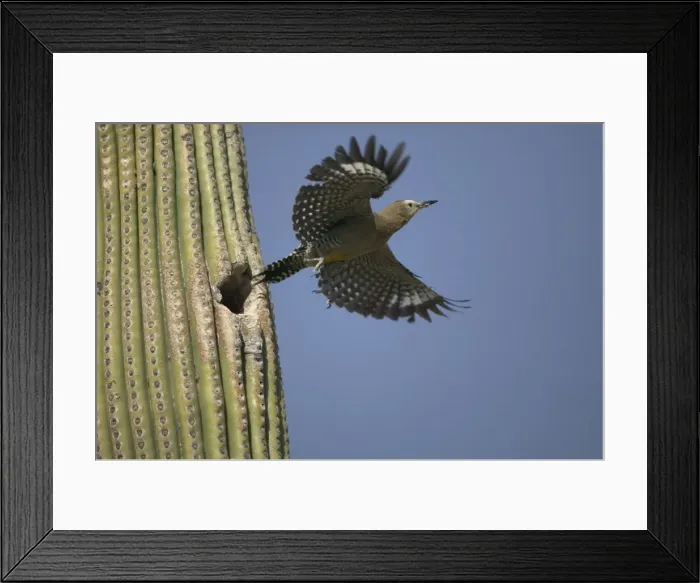 Framed Print : Gila Woodpecker In flight leaving nest in Cactus Feeds on nectar and insects in the Saguaro cactus blossom - helps pollinate cactus - makes holes in Saguaro cactus for their nests which are then used by other Framed Print : Gila Woodpecker In flight leaving nest in Cactus Feeds on nectar and insects in the Saguaro cactus blossom - helps pollinate cactus - makes holes in Saguaro cactus for their nests which are then used by other