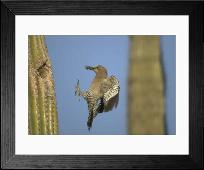 Framed Print : Gila Woodpecker In flight, arriving at nest in Cactus Feeds on nectar and insects in the Saguaro cactus blossom - helps pollinate cactus - makes holes in Saguaro cactus for their nests which are then used by other Framed Print : Gila Woodpecker In flight, arriving at nest in Cactus Feeds on nectar and insects in the Saguaro cactus blossom - helps pollinate cactus - makes holes in Saguaro cactus for their nests which are then used by other