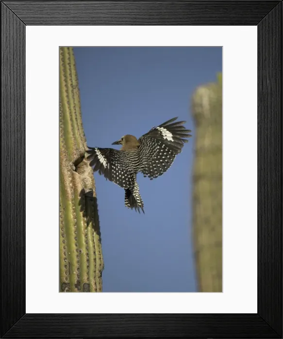 Framed Print : Gila Woodpecker In flight, arriving at nest in Cactus Feeds on nectar and insects in the Saguaro cactus blossom - helps pollinate cactus - makes holes in Saguaro cactus for their nests which are then used by other Framed Print : Gila Woodpecker In flight, arriving at nest in Cactus Feeds on nectar and insects in the Saguaro cactus blossom - helps pollinate cactus - makes holes in Saguaro cactus for their nests which are then used by other
