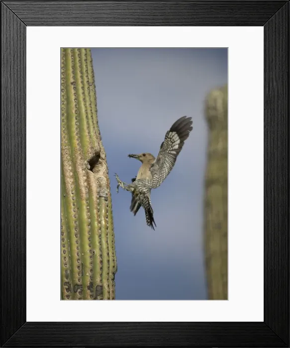 Framed Print : Gila Woodpecker In flight, arriving at nest in Cactus with food in beak Feeds on nectar and insects in the Saguaro cactus blossom - helps pollinate cactus - makes holes in Saguaro cactus for their nests which are then Framed Print : Gila Woodpecker In flight, arriving at nest in Cactus with food in beak Feeds on nectar and insects in the Saguaro cactus blossom - helps pollinate cactus - makes holes in Saguaro cactus for their nests which are then