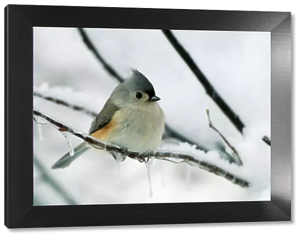 Tufted Titmouse - on branch in snow. New York, USA