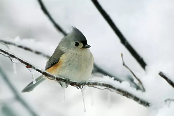Tufted Titmouse - on branch in snow. New York, USA