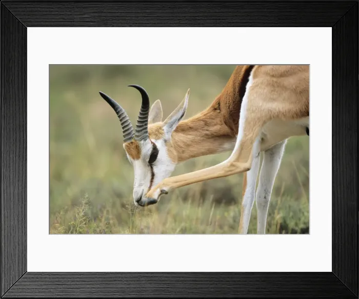 Framed Print : Springbok - grooming South Africa Framed Print : Springbok - grooming South Africa