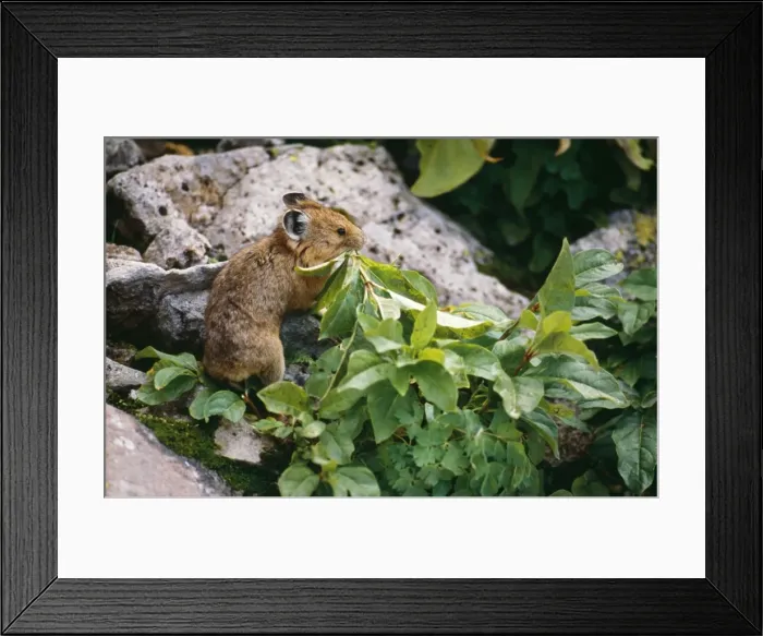 Framed Print : Pika / Cony - carrying food Talus Slope, near Timberline, Colorado, USA Framed Print : Pika / Cony - carrying food Talus Slope, near Timberline, Colorado, USA